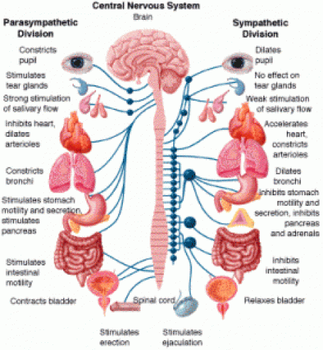 Autonomic Nervous System | Brainstorm Rehabilitation